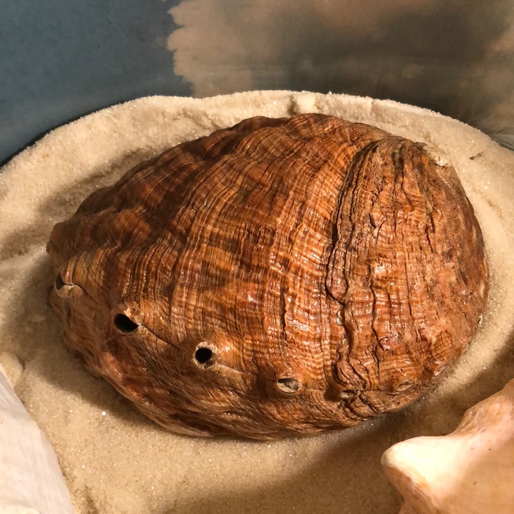 Abalone shell - Picture 2 of 5
